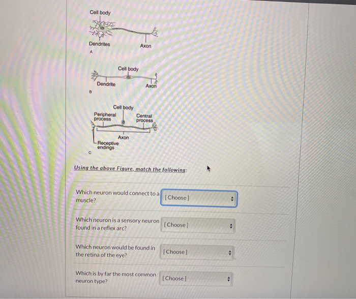Solved Cell body Dendrites Axon Cell body Dendrite Cell body