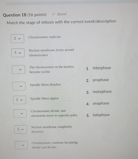 Solved Question 18 (16 points) Saved Match the stage of | Chegg.com