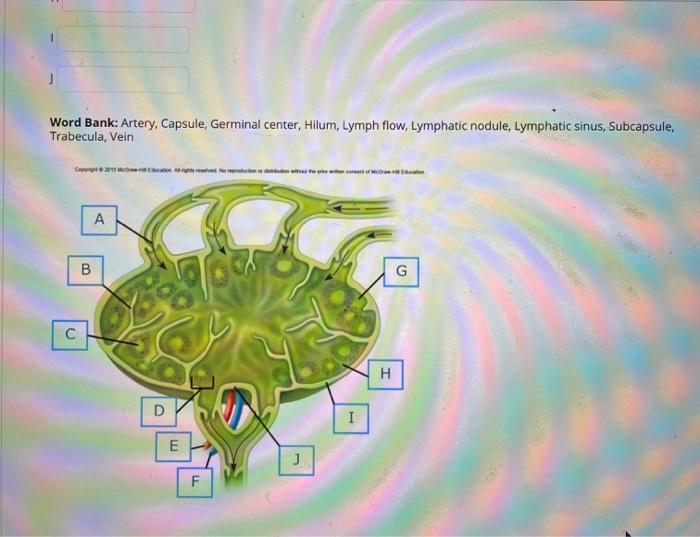 Solved Identify the structure of a lymph node. *Make sure | Chegg.com