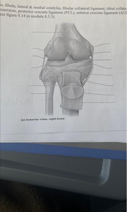 Solved a, fibula, lateral \& medial condyles, fibular | Chegg.com