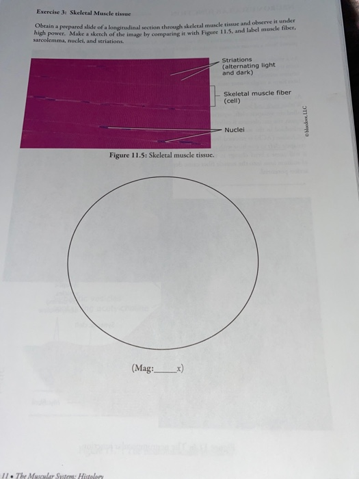 Solved Muscle Tissue: Drawing Exercise Sectional view of