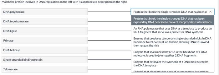 Solved Match the protein involved in DNA replication on the | Chegg.com