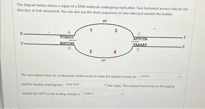Solved The diagram below shows a region of a DNA molecule | Chegg.com
