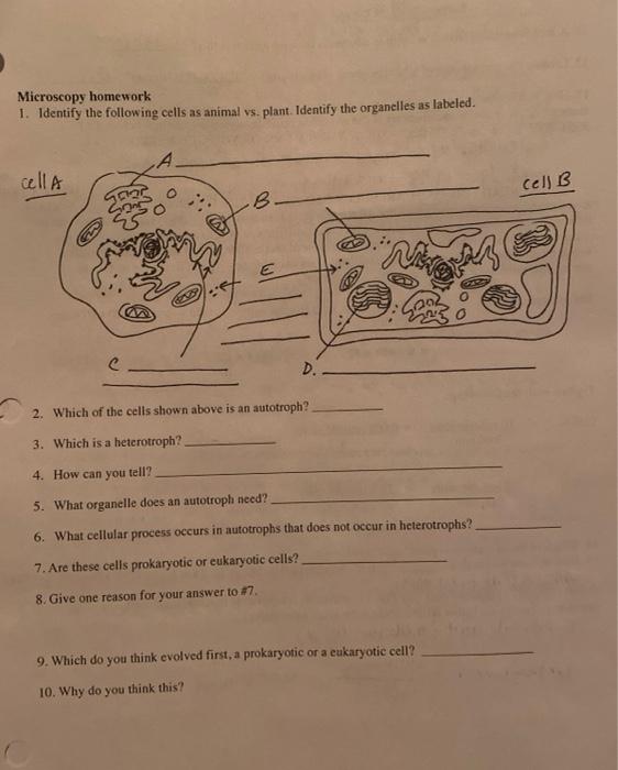 Microscopy Homework 1 Identify The Following Cells Chegg Com