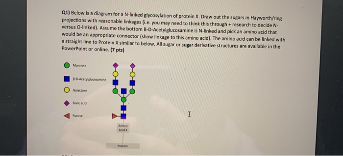 Solved 01) Below is a diagram for a N-linked glycosylation | Chegg.com