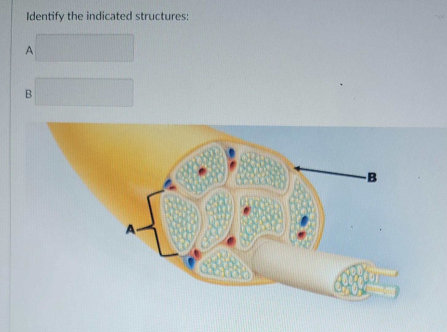 Solved Identify The Indicated Structures: A B A B | Chegg.com