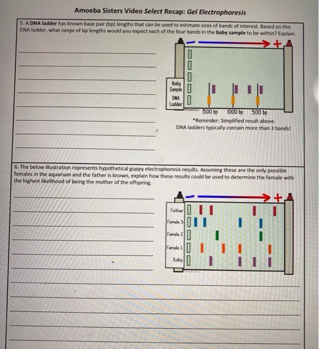 csi-wildlife-worksheet-answer-key-free-download-goodimg-co