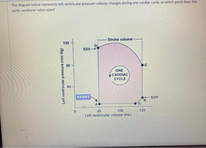 Solved The diagram below represents left ventricular | Chegg.com