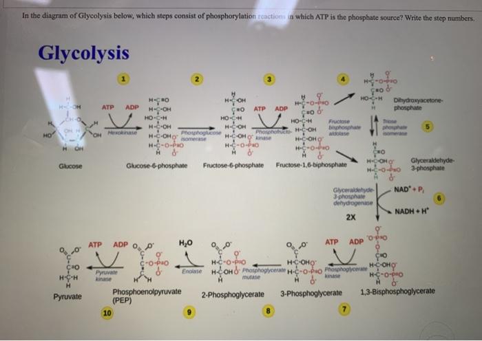 In The Diagram Of Glycolysis Below Which Steps Chegg Com