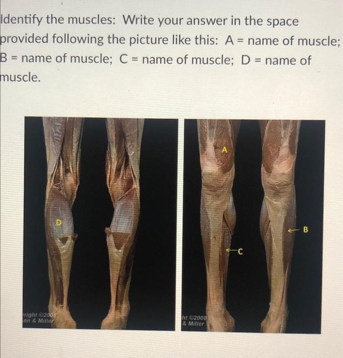 Solved identify the muscles. A = name of muscle B = name of | Chegg.com