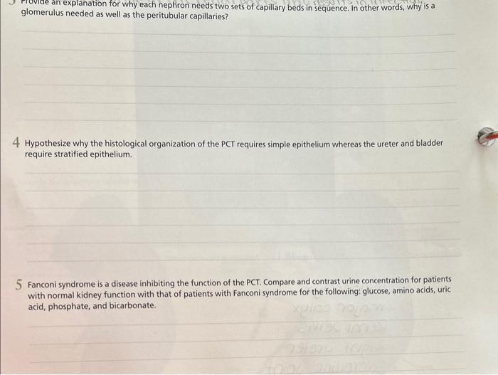 Solved glomerulus explanation for why each nephron needs two | Chegg.com