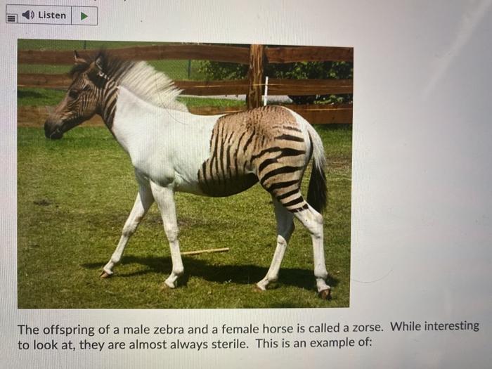 Solved Listen The offspring of a male zebra and a female | Chegg.com