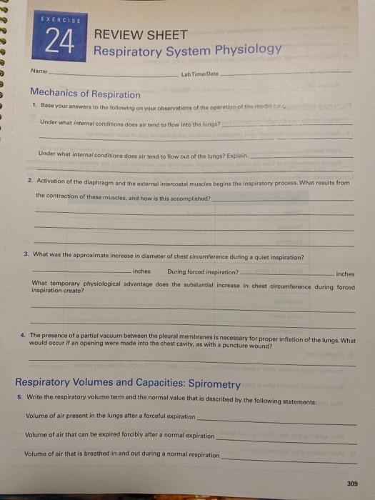 Exercise 24 Review Sheet Respiratory System Chegg 