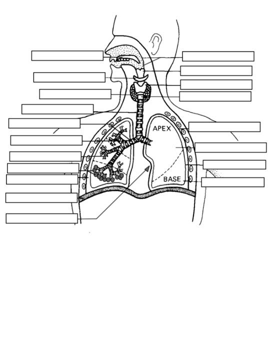 Solved Nasal cavity Hard palate Tongue Soft palate | Chegg.com