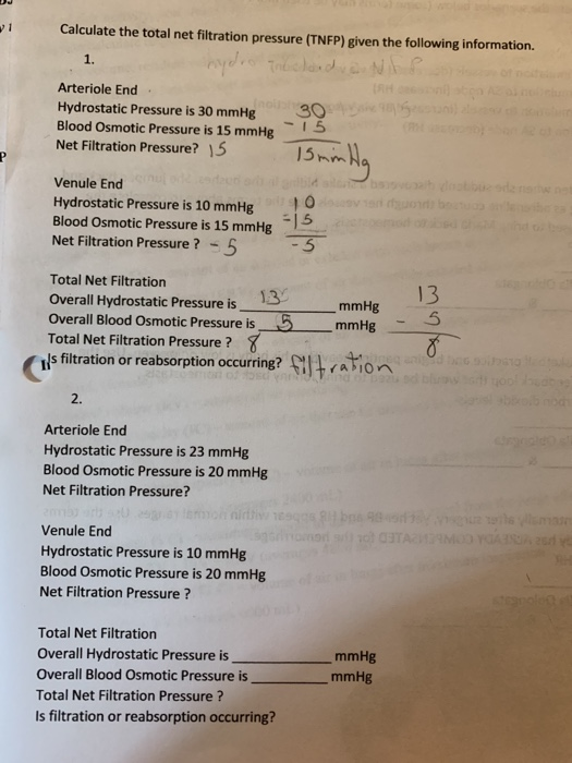 Solved Calculate the total net filtration pressure (TNFP)