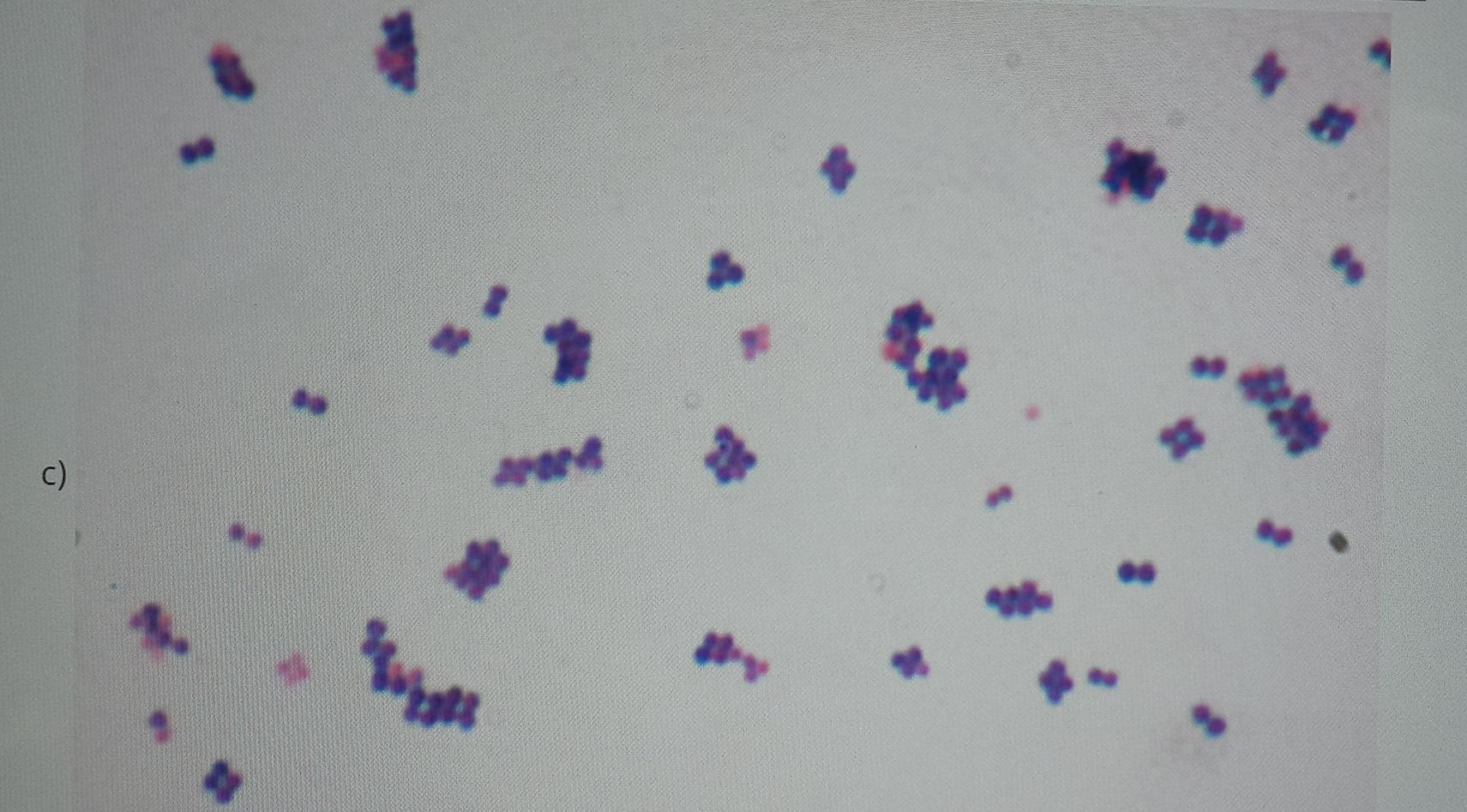 Solved Identify the shape of each of the following bacteria: | Chegg.com