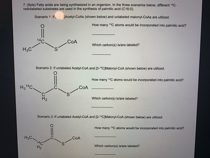 Solved 7. (9pts) Fatty acids are being synthesized in an
