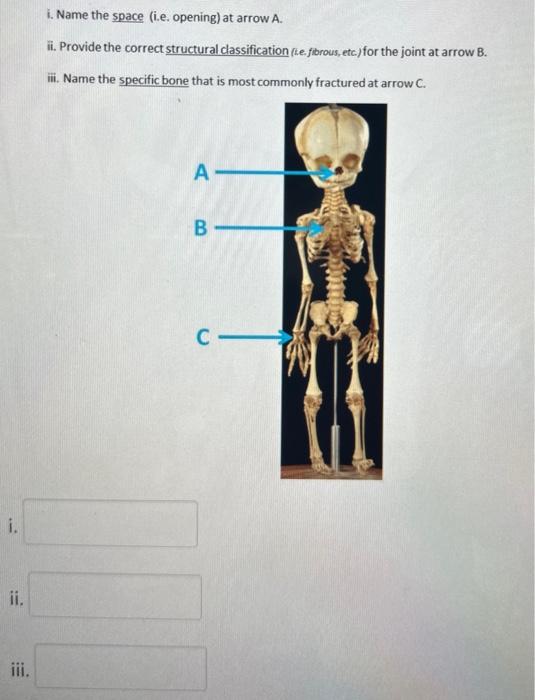 i. Name the space (i.e. opening) at arrow A.
ii. Provide the correct structural classification (ke. fibrous, etc) for the joi