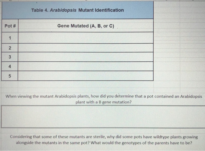 Solved Table 4. Arabidopsis Mutant Identification Pot Gene