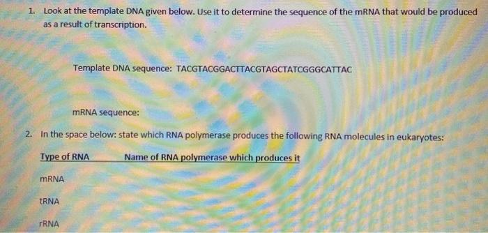 1. Look at the template DNA given below. Use it to determine the sequence of the mRNA that would be produced as a result of t