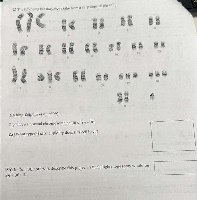 Solved The following is a karyotype take from a very unusual | Chegg.com