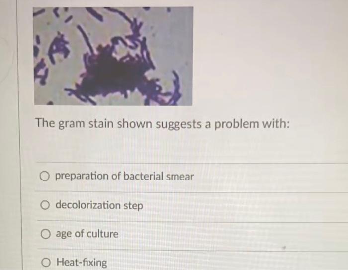 The gram stain shown suggests a problem with:
preparation of bacterial smear
decolorization step
age of culture
Heat-fixing