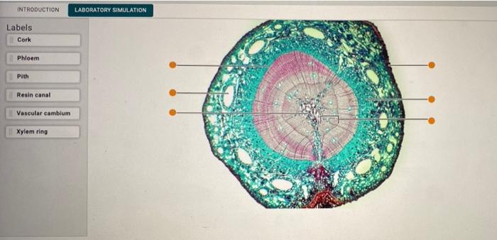 INTRODUCTION LABORATORY SIMULATION
Labels
Cork
Phloem
Pith
Resin canal
Vascular cambium
Xylem ring