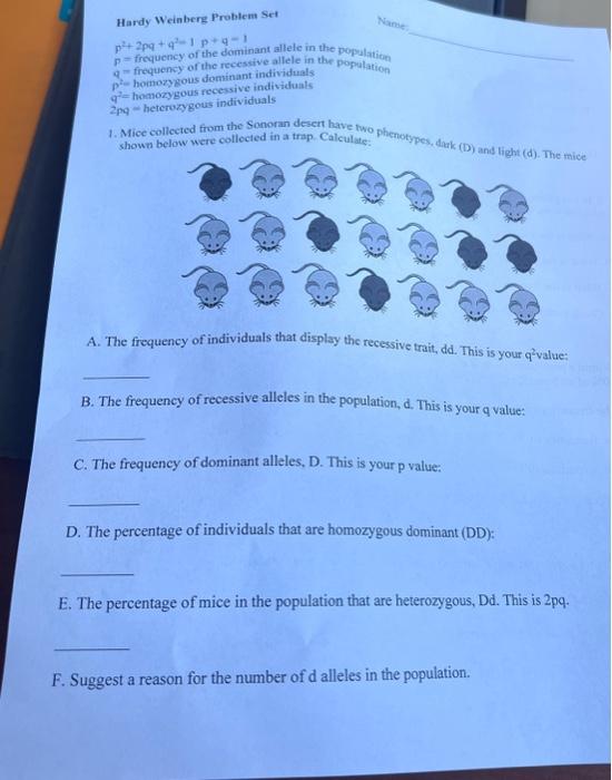 Solved Hardy Weinbere Problem Set p2+2pq+q2−1p+q=1 p= | Chegg.com