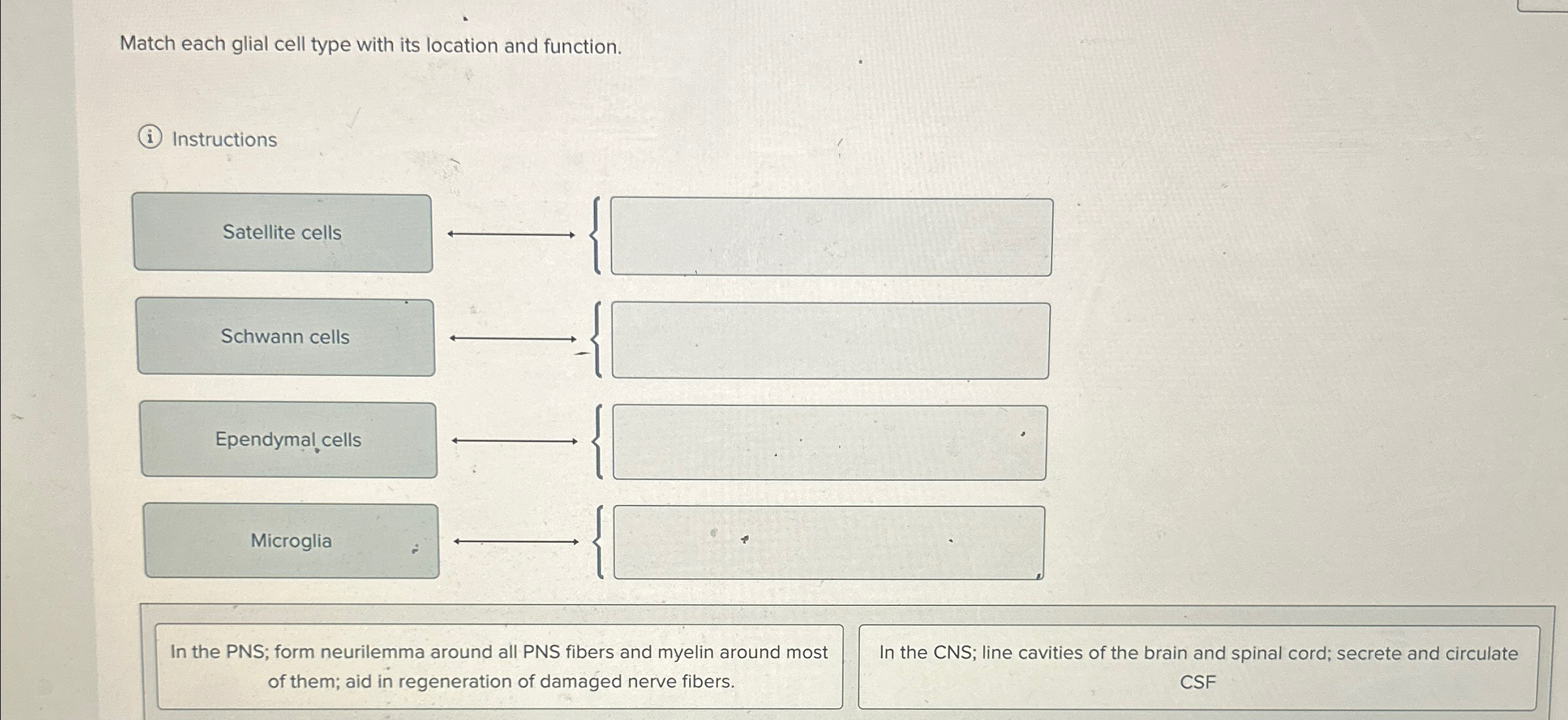 Solved Match each glial cell type with its location and