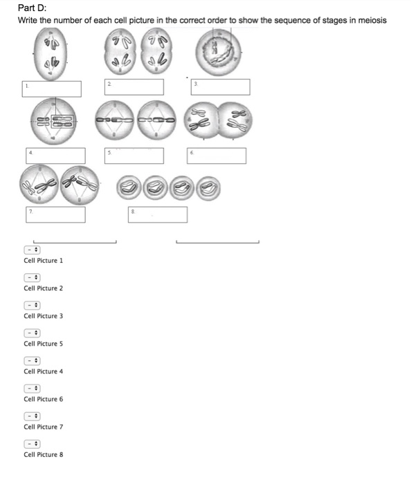 Solved Question 1 Part A: Put The Letter Of Each Meiotic 