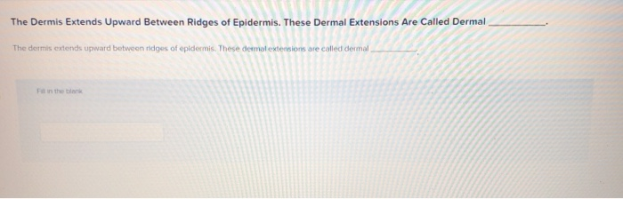 Solved The Dermis Extends Upward Between Ridges of