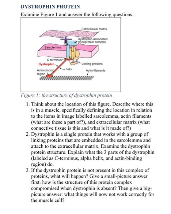 Solved DYSTROPHIN PROTEIN Examine Figure 1 and answer the | Chegg.com