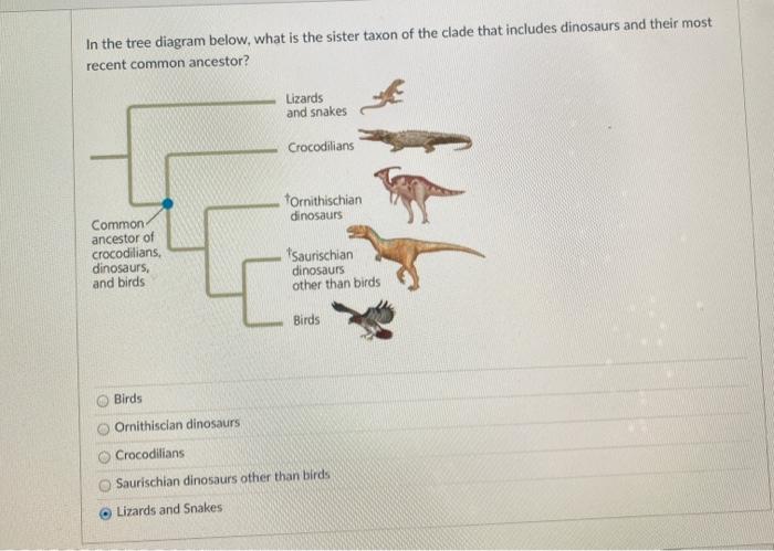 Solved In the tree diagram below, what is the sister taxon | Chegg.com