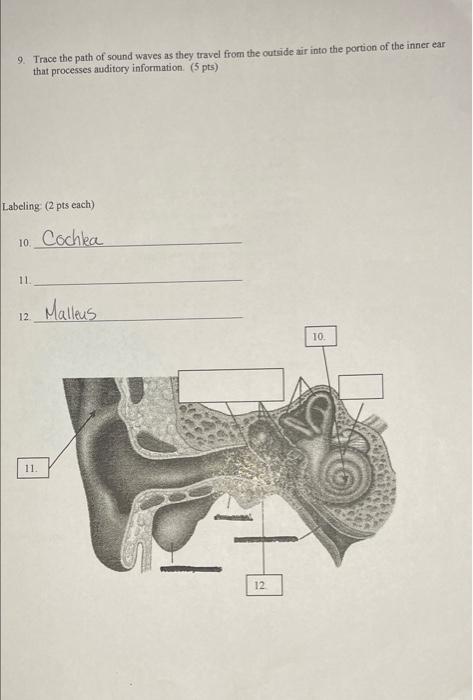 Solved 9. Trace the path of sound waves as they travel from | Chegg.com