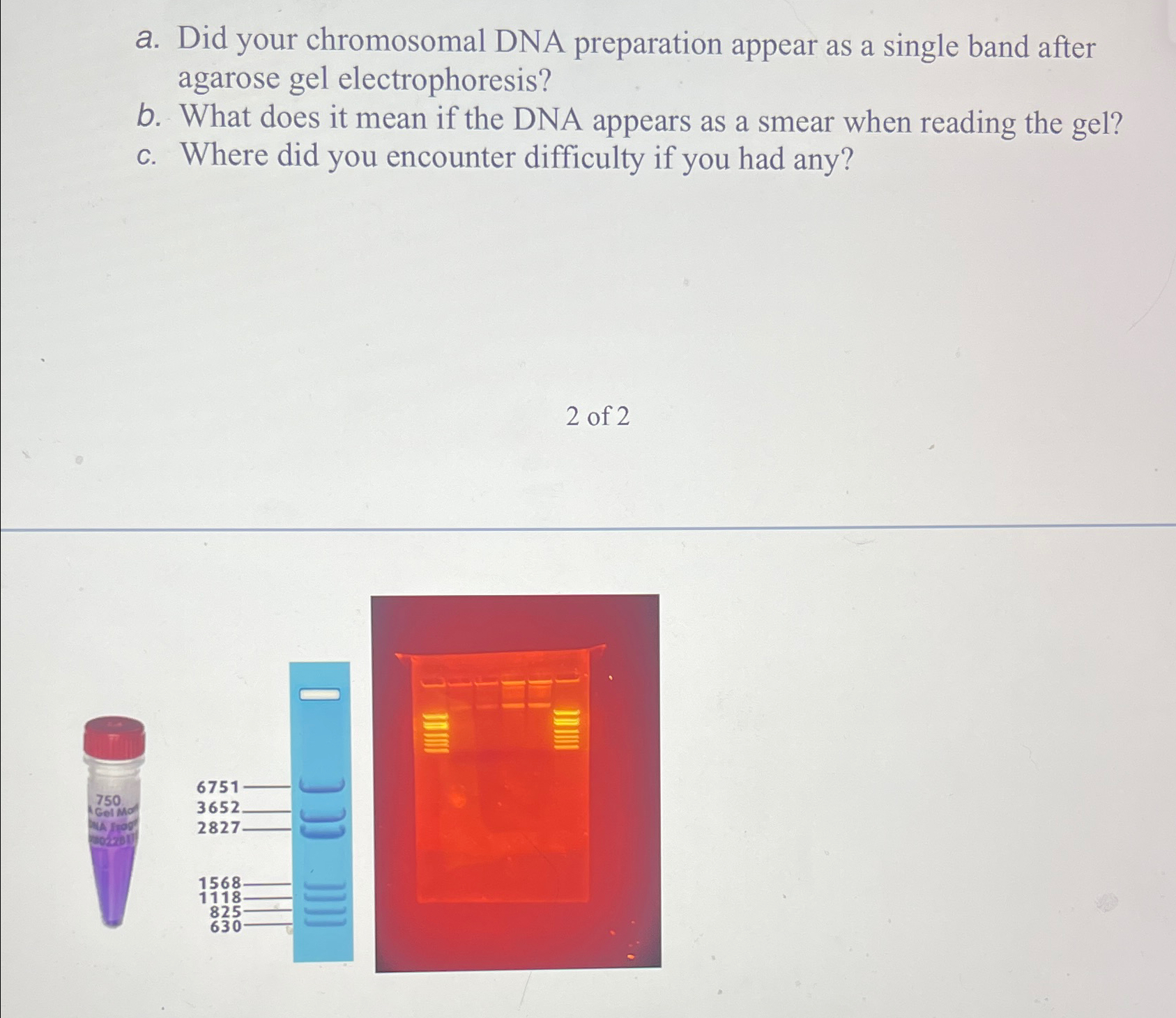 Solved a. ﻿Did your chromosomal DNA preparation appear as a | Chegg.com