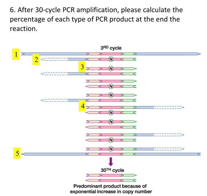 Solved 6. After 30-cycle PCR amplification, please calculate | Chegg.com