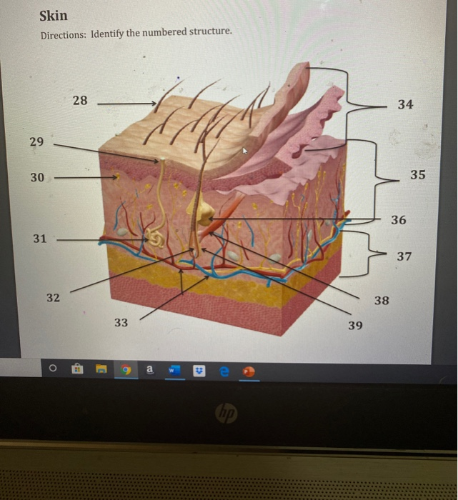 Solved Skin Directions: Identify the numbered structure. 28 | Chegg.com