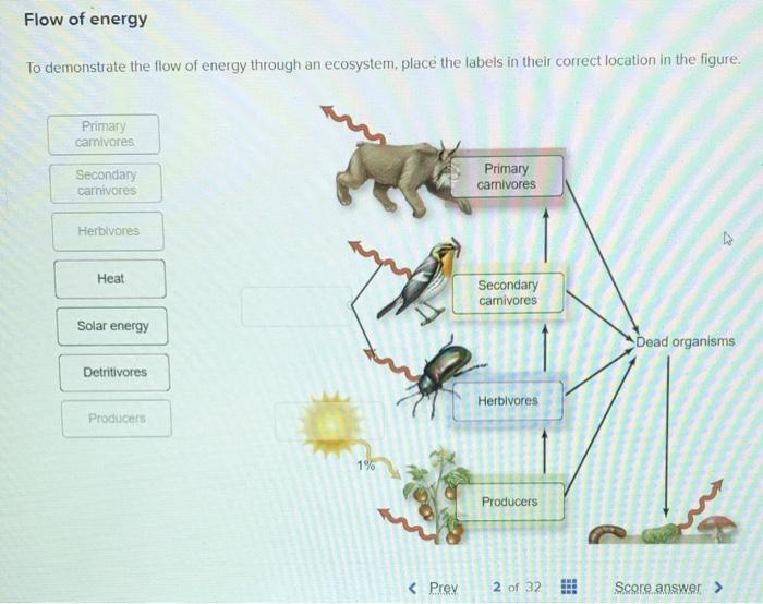 Solved Flow of energy To demonstrate the flow of energy | Chegg.com