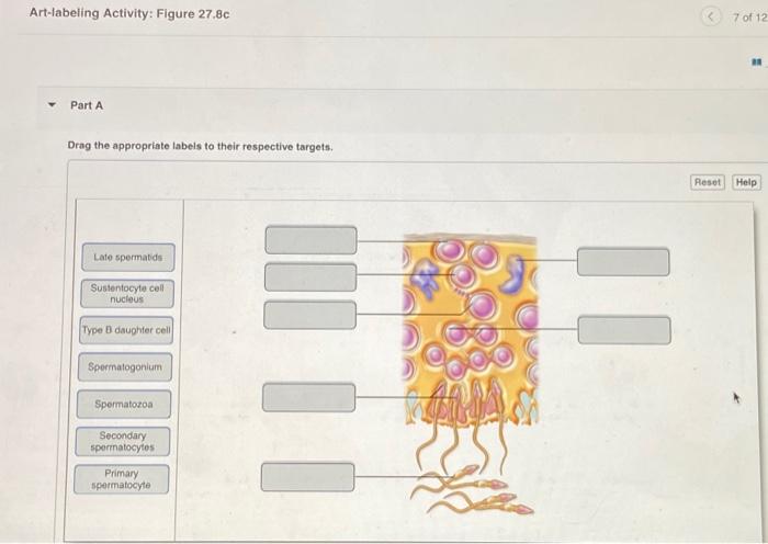 Solved Art-labeling Activity: Figure 27.8c C 7 of 12 Part A | Chegg.com