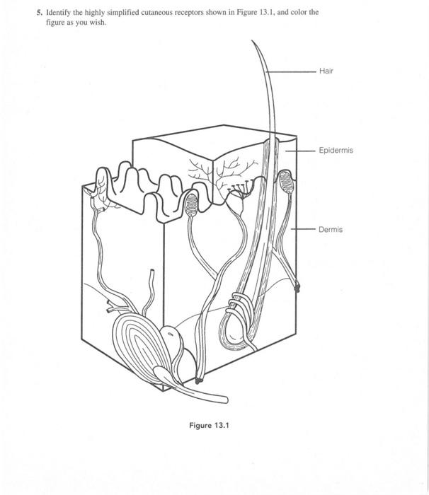 Solved 5. Identify the highly simplified cutaneous receptors | Chegg.com