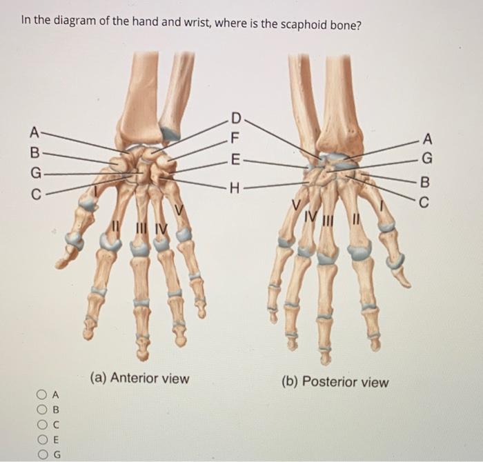 In the diagram of the ulna and radius, where are | Chegg.com