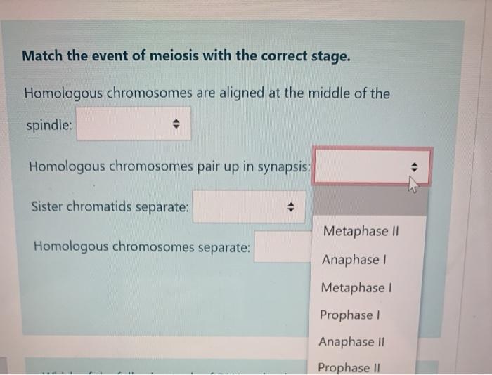 Solved Match the event of meiosis with the correct stage. | Chegg.com