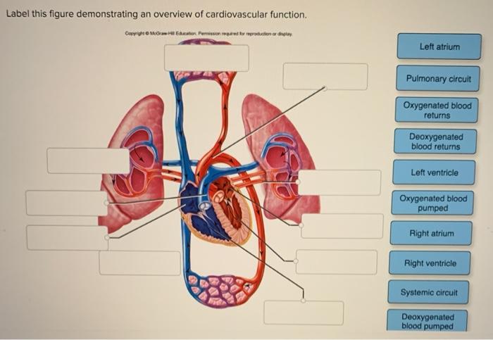 Left Ventricle - an overview