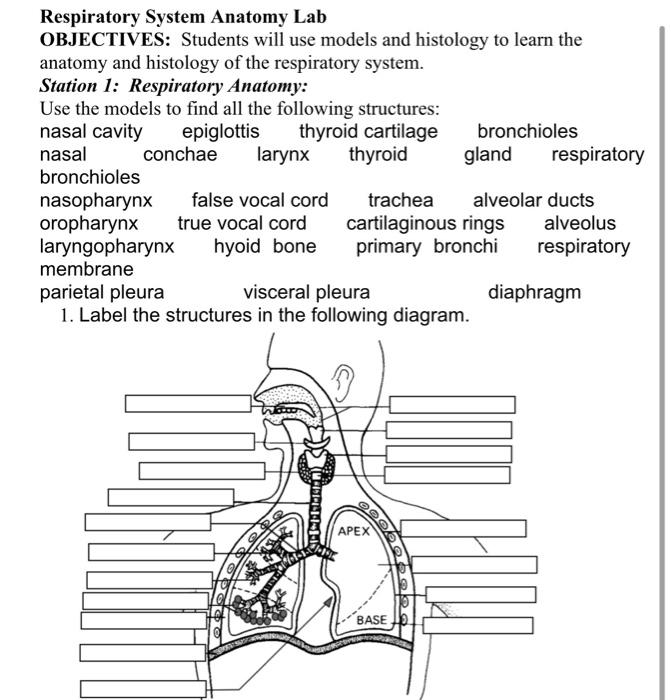 Solved Respiratory System Anatomy Lab OBJECTIVES Students