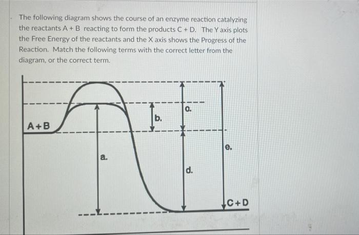 Solved The following diagram shows the course of an enzyme | Chegg.com