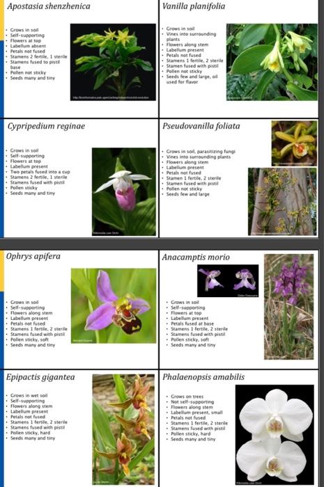 Solved Apostasia Shenzhenica Vanilla Planifolia . Growsin • 