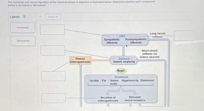 The hoemonal and neural regulation of the intestinal phase of digestion is illustrated below. Determine whether each componen