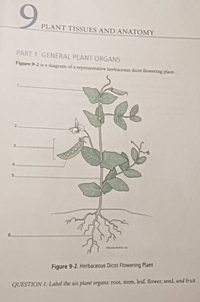 Solved PLANT TISSUES AND ANATOMYPART 1. ﻿GENERAL PLANT | Chegg.com
