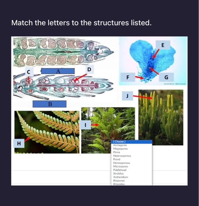 Solved Match the letters to the structures listed. | Chegg.com