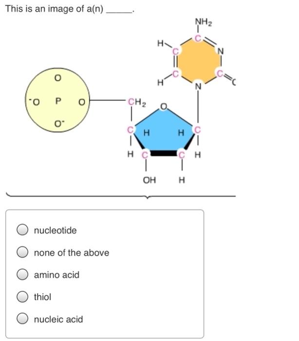 The Letter A Indicates A Phosphate Groupnucle Chegg Com